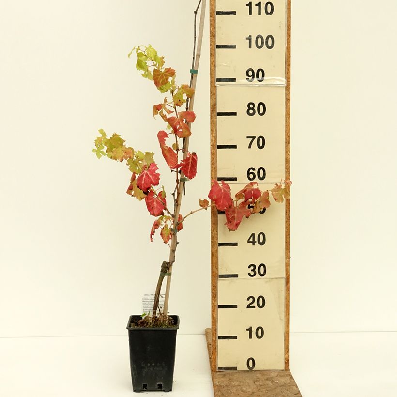 Spécimen de Vigne de table Pizzutello Nero - Vitis vinifera Pot de 1,5L/2L tel que livré en été