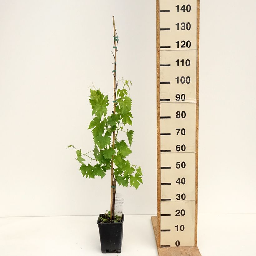Example of Vigne de table Pizzutello Nero - Vitis vinifera Pot de 1,5L/2L as you get in printemps