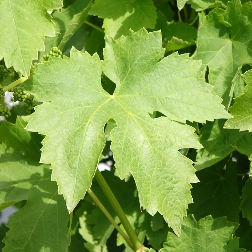 Vigne de table Regina dei Vigneti - Vitis vinifera (Feuillage)