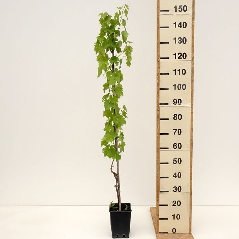 Spécimen de Vigne de table Regina dei Vigneti - Vitis vinifera Pot de 1,5L/2L tel que livré au printemps