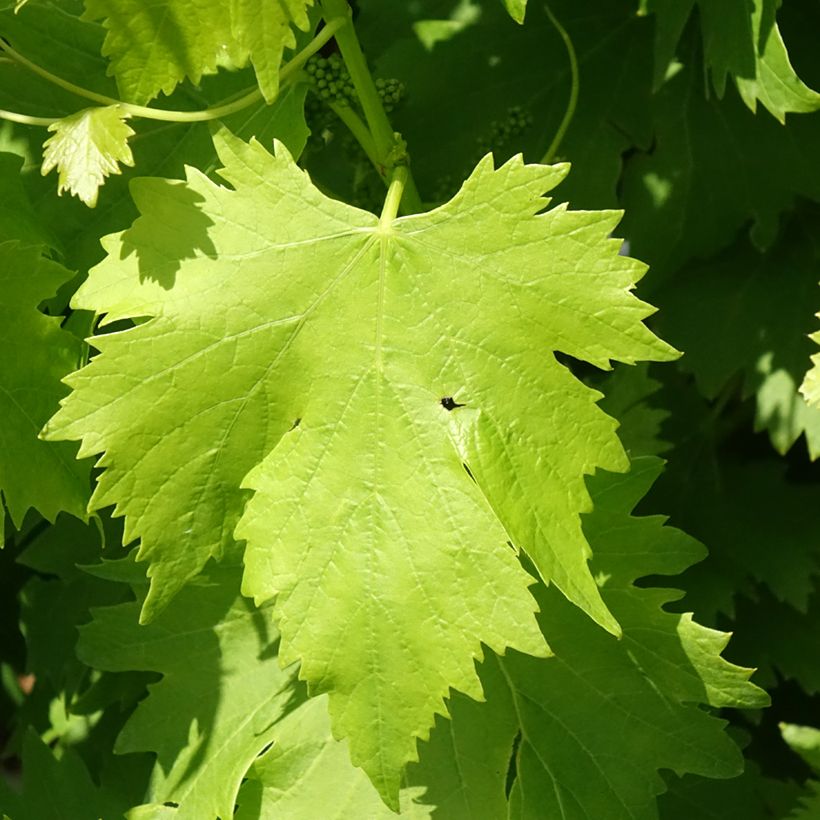 Vigne de table Regina Nera - Vitis vinifera (Foliage)
