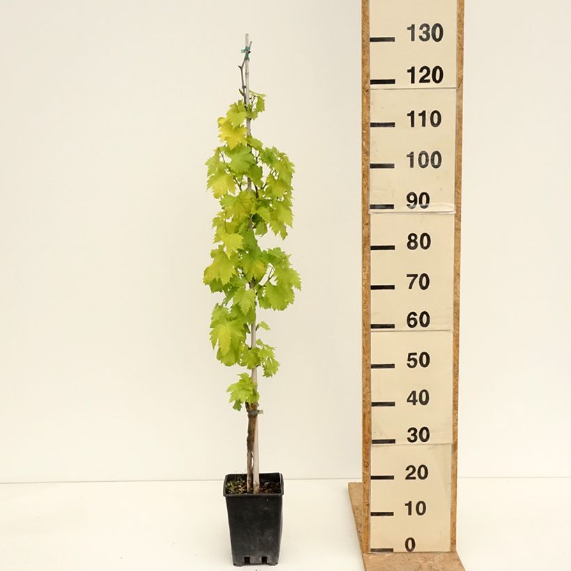 Example of Vigne de table Regina Nera - Vitis vinifera Pot de 1,5L/2L as you get in printemps