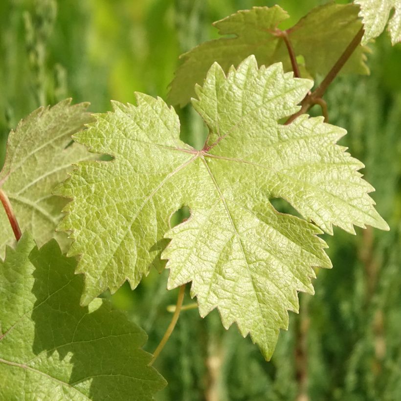 Vigne de table Roi des Précoces (Foliage)
