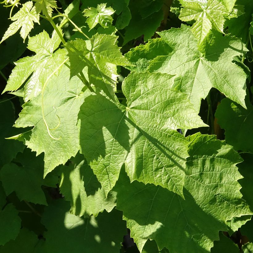 Vigne de table Topazia - Vitis hybrida (Feuillage)