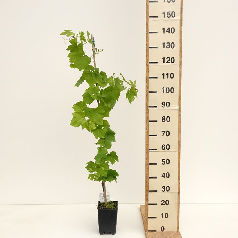 Example of Vigne de table Topazia - Vitis hybrida Pot de 3L/4L as you get in printemps