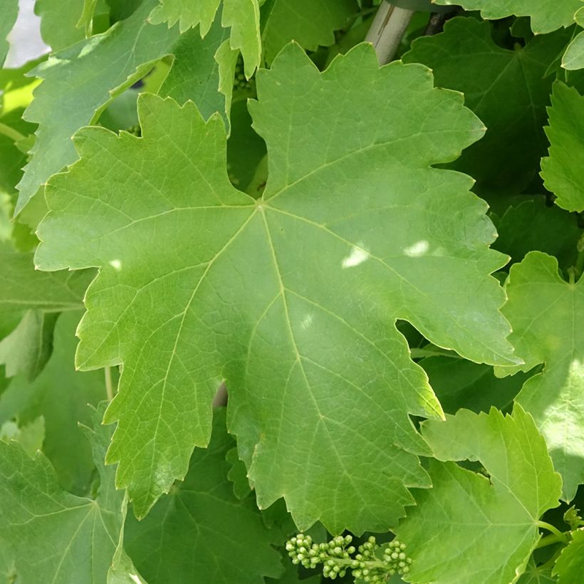 Vigne de table Vittoria, Victoria - Vitis vinifera (Foliage)