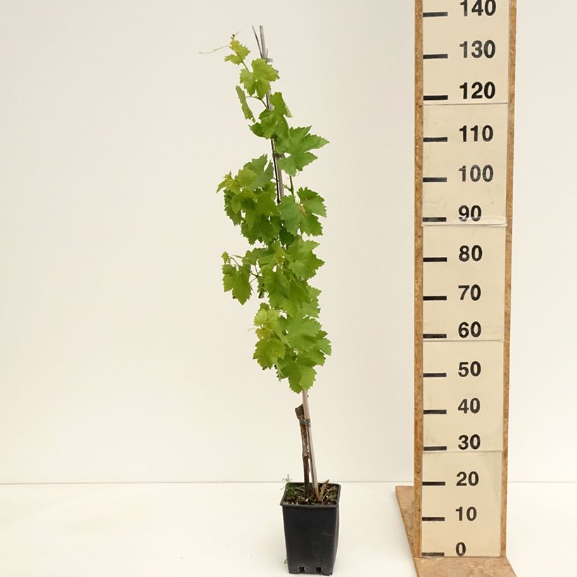 Example of Vigne de table Vittoria, Victoria - Vitis vinifera Pot de 1,5L/2L as you get in printemps