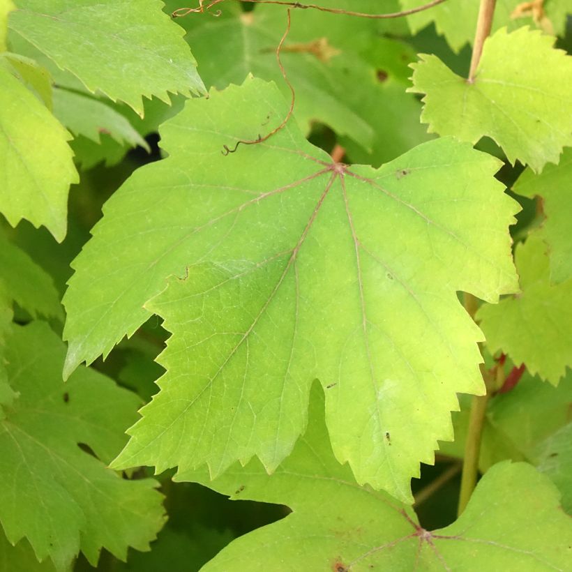 Vigne Dolcetto - Vitis vinifera (Feuillage)