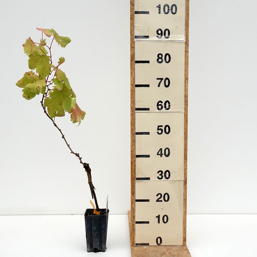 Spécimen de Vigne Dolcetto - Vitis vinifera Pot de 1,5L/2L tel que livré en été