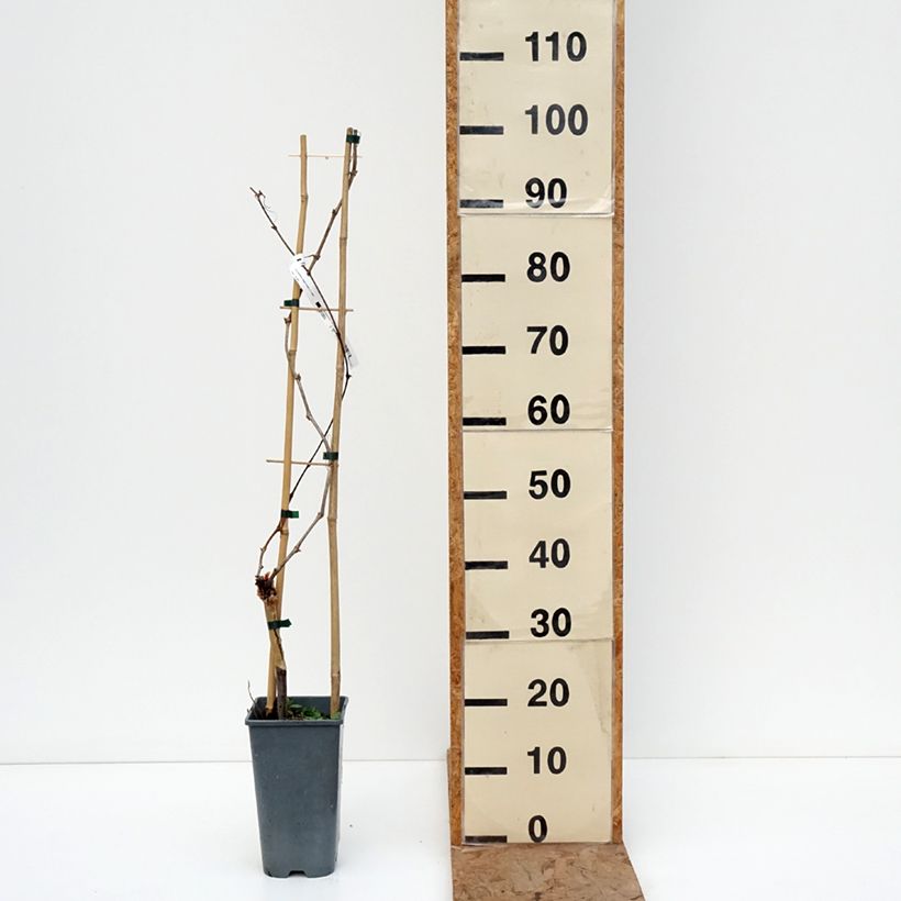 Example of Vigne Exalta Pot de 2L/3L as you get in hiver