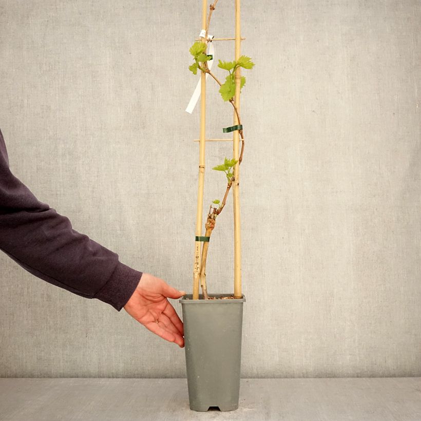 Spécimen de Vigne Exalta Pot de 2L/3L tel que livré au printemps