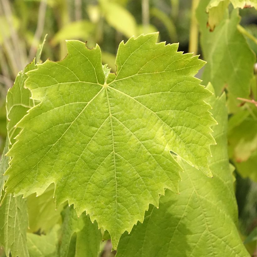 Vigne Exalta (Foliage)