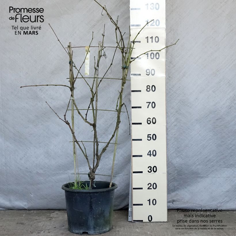 Example of Vigne Fanny Pot de 12L/15L as you get in printemps