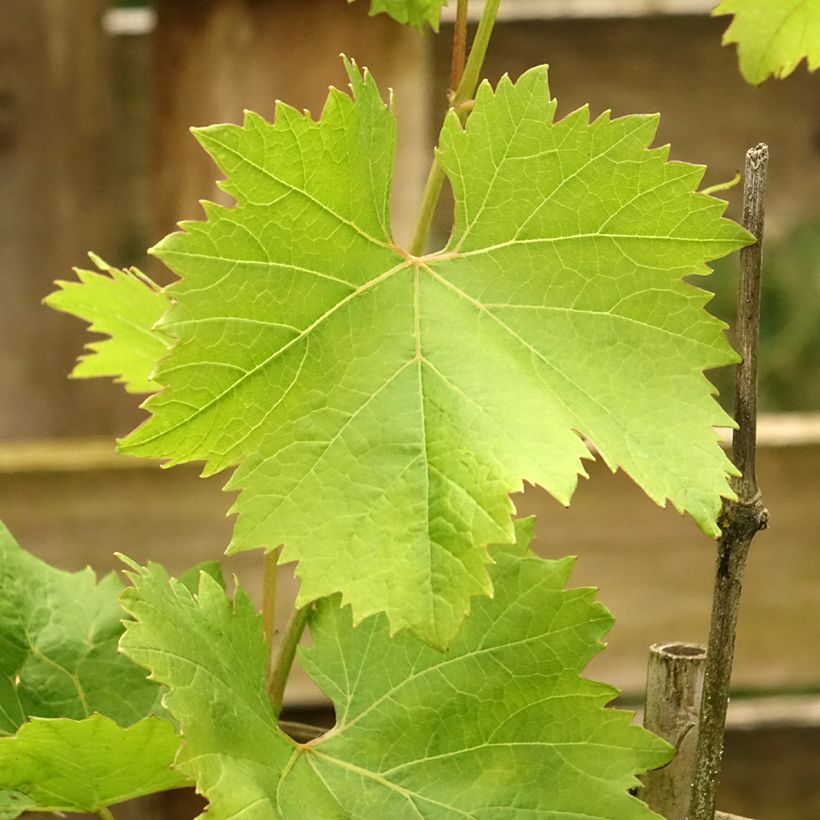 Vigne Fanny (Foliage)
