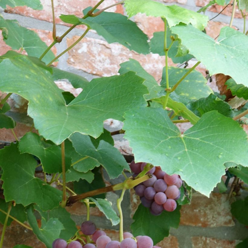 Vigne Fragola Nera - Raisin fraise (Foliage)