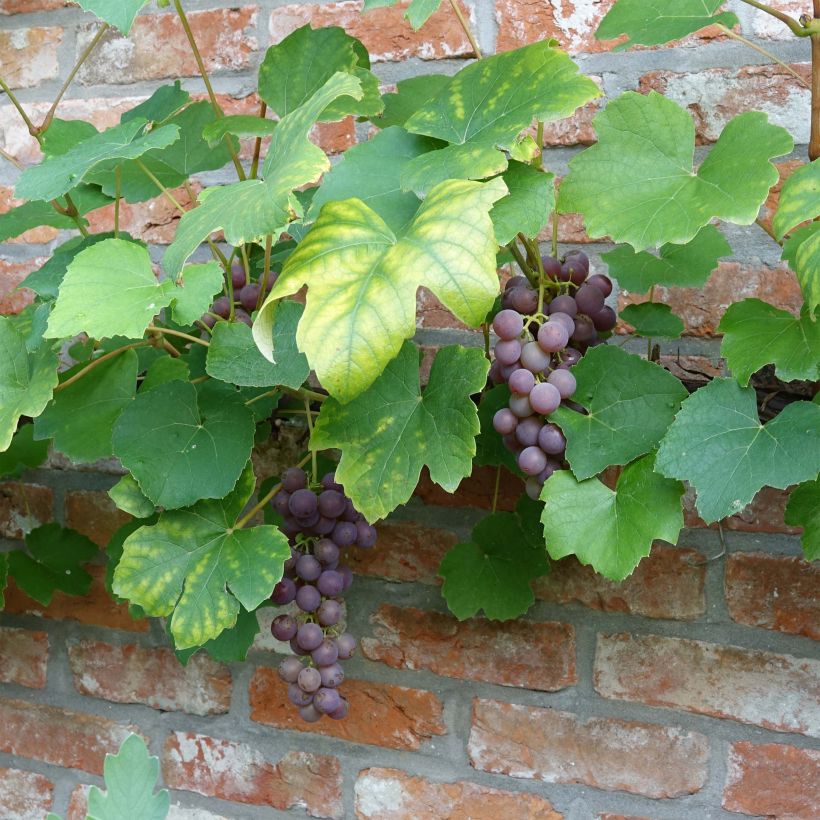 Vigne Fragola Nera - Raisin fraise (Harvest)
