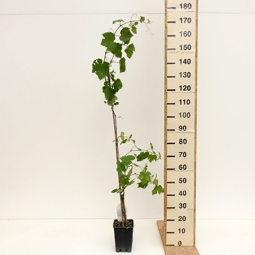 Example of Vigne Fragola Nera Précoce - Raisin fraise Pot de 1,5L/2L as you get in printemps