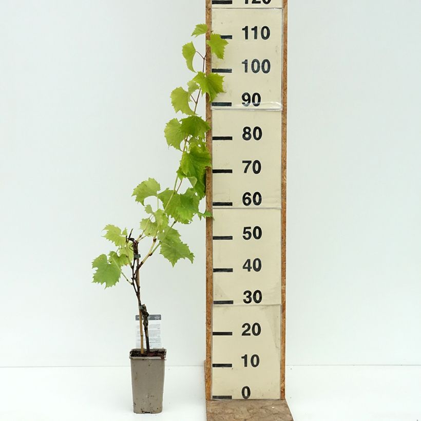 Spécimen de Vigne Galante Pot de 1,5L/2L tel que livré en été