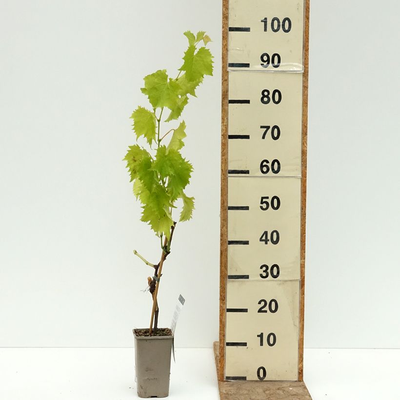 Spécimen de Vigne Garant - Vigne de table dorée Pot de 1,5L/2L tel que livré en été