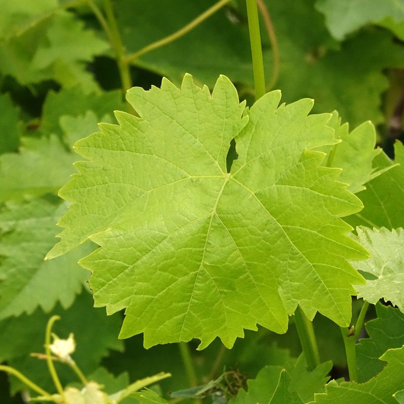 Vigne Italia (Feuillage)