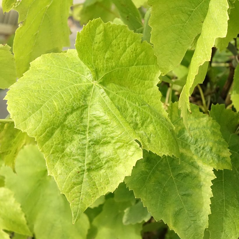 Vigne Lakemont (Foliage)
