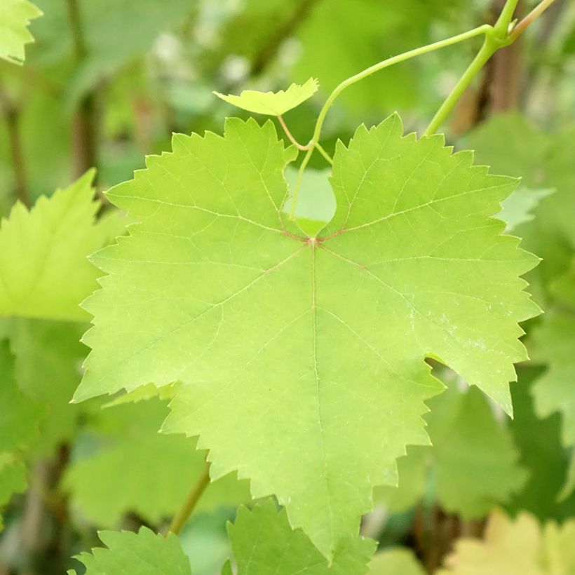 Vigne Madeleine Royale (Madeleine Impériale) (Foliage)