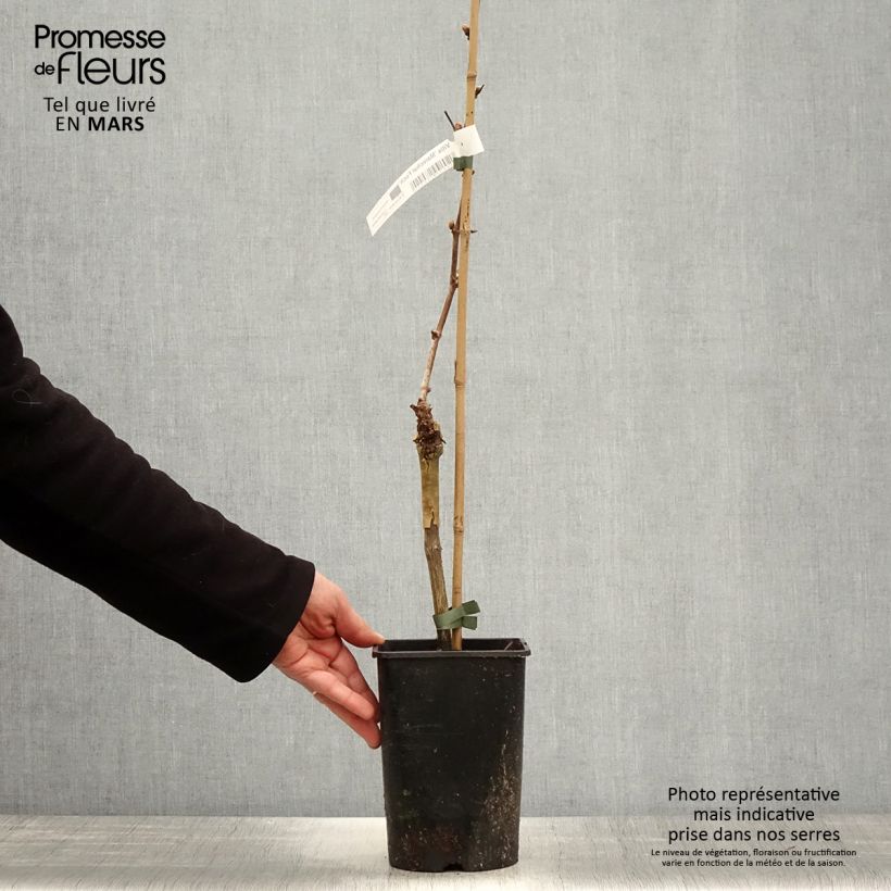 Example of Vigne Marechal Foch - Vitis x vinifera Pot de 2L/3L as you get in printemps
