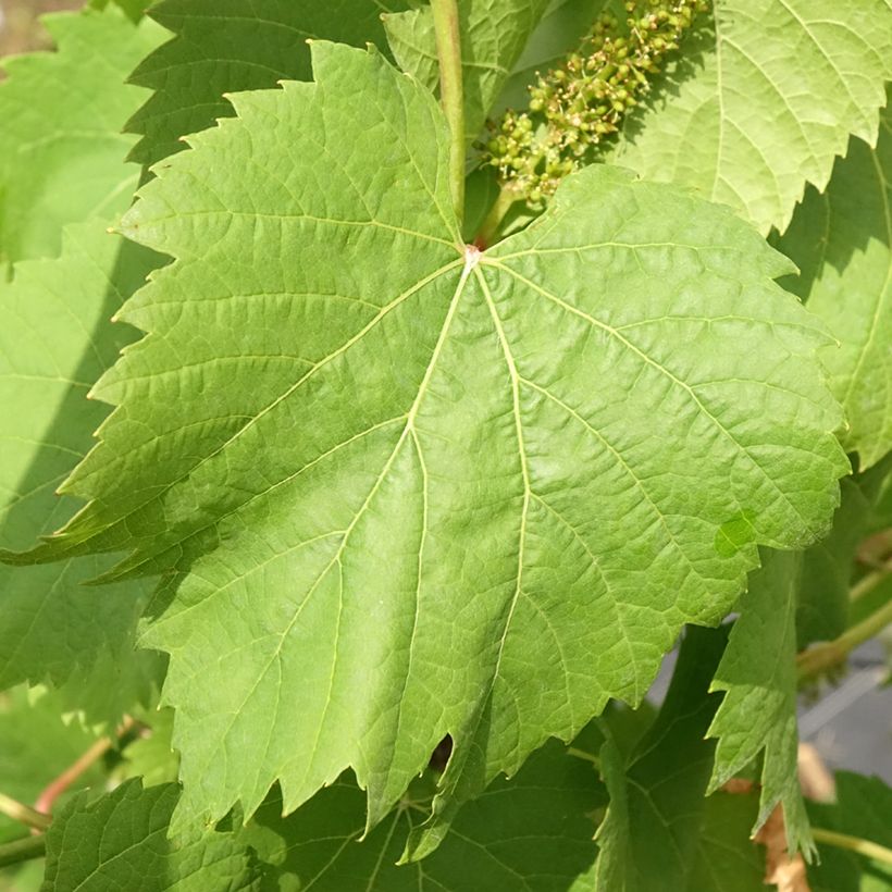Vigne Marechal Foch - Vitis x vinifera (Foliage)