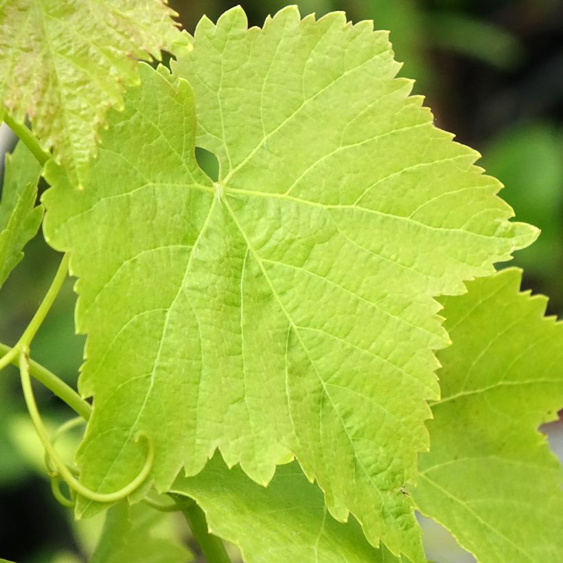 Vigne Merlot (Foliage)