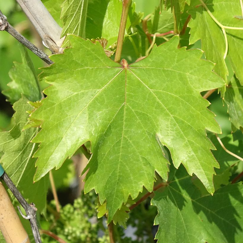 Vigne Moscato Monregalese - Vitis vinifera (Feuillage)