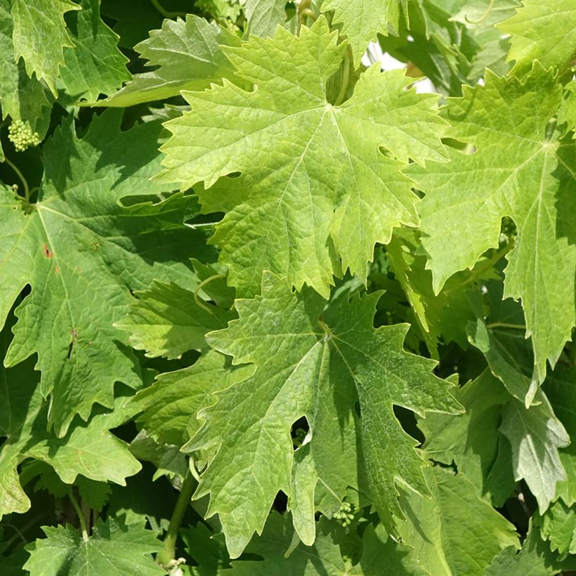 Vigne Moscato Terracina - Vitis vinifera (Feuillage)