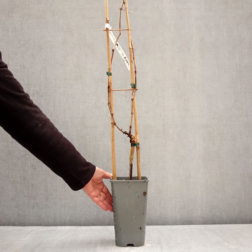 Example of Vigne Muscat Rouge De Madere Pot de 2L/3L as you get in hiver