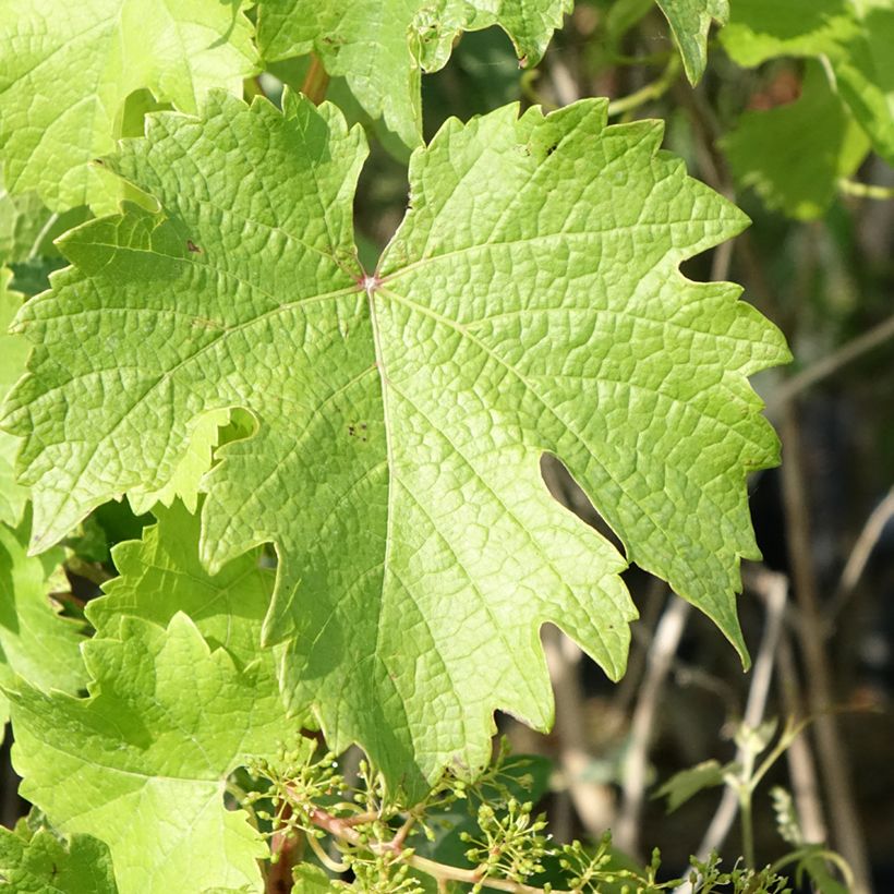 Vigne Nathy-Sauvignac Vign'Happy Fruitality (Foliage)
