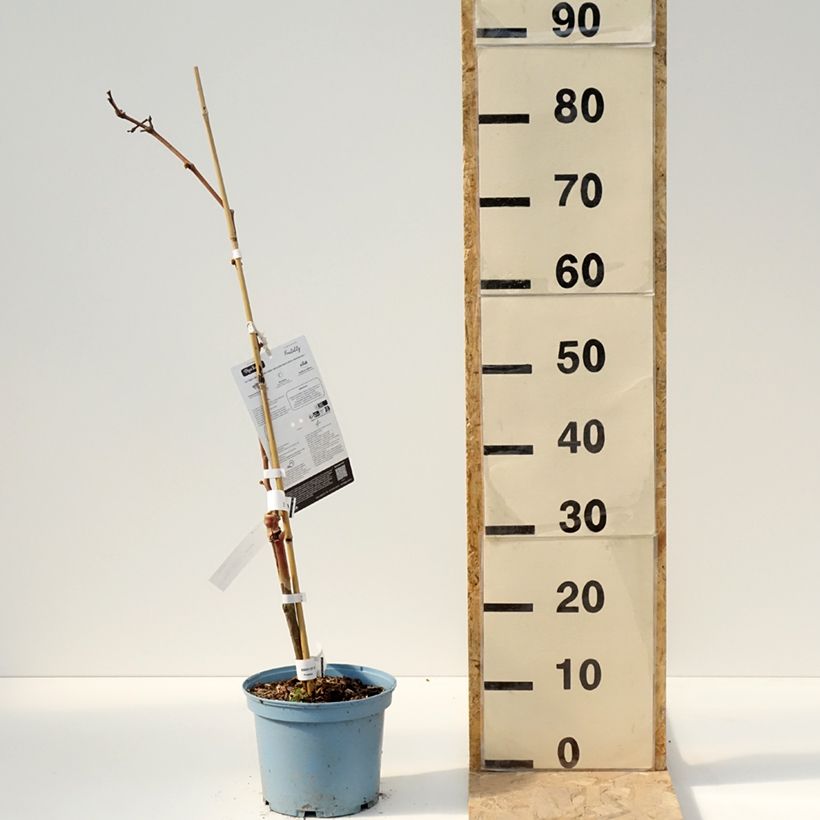 Example of Vigne Nathy-Sauvignac Vign'Happy Fruitality Pot de 3L/4L as you get in printemps