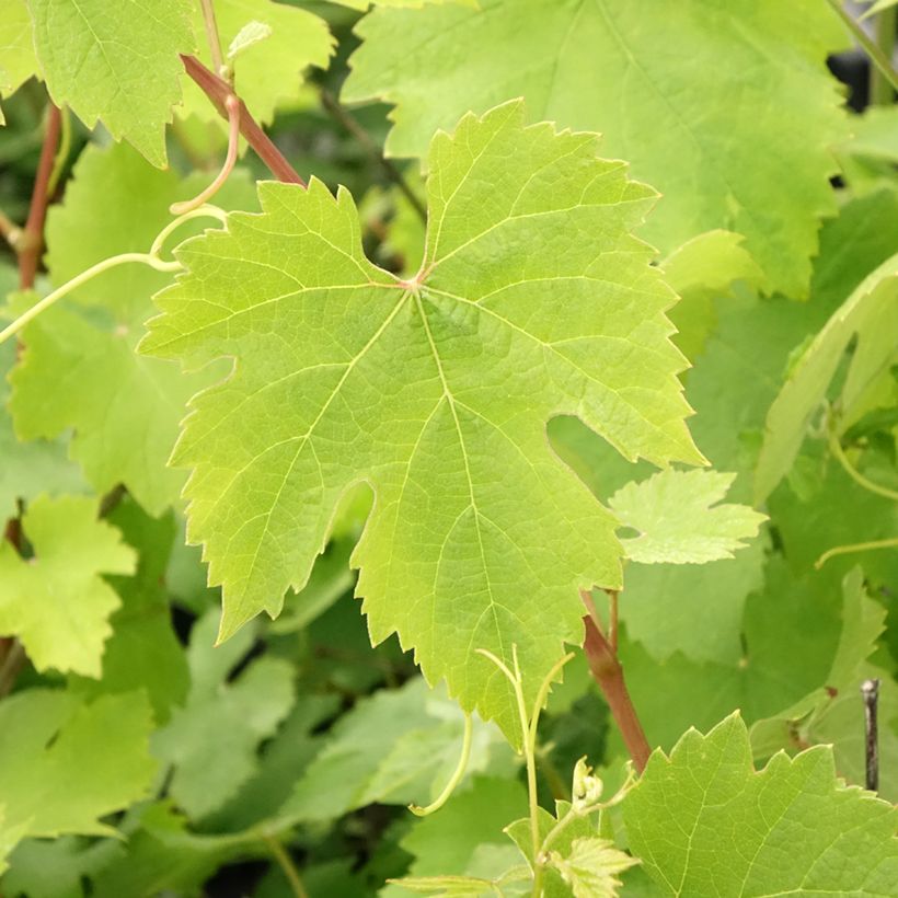 Vigne Nebbiolo - Vitis vinifera (Foliage)