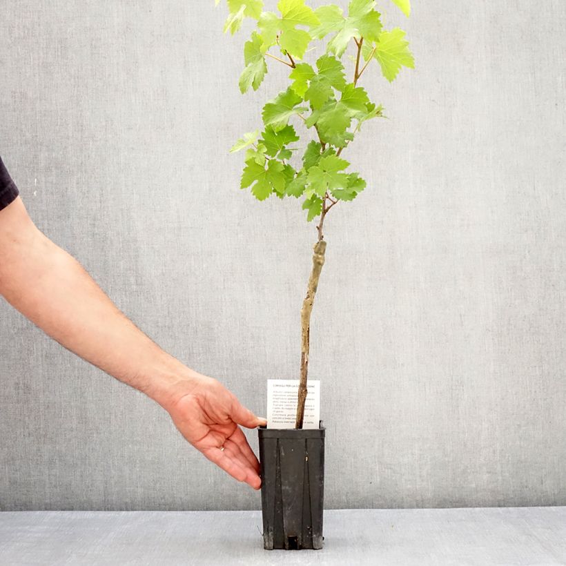 Example of Vigne Nebbiolo - Vitis vinifera Pot de 1,5L/2L as you get in printemps