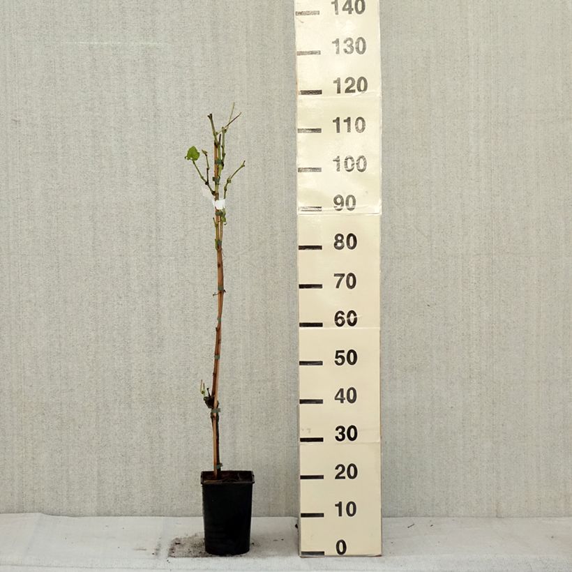 Spécimen de Vigne New York Muscat - Vitis vinifera  Pot de 2L/3L tel que livré en automne