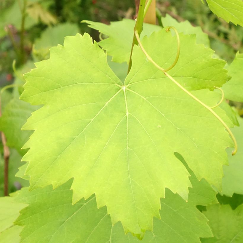 Vigne Noir Hâtif de Marseille (Foliage)