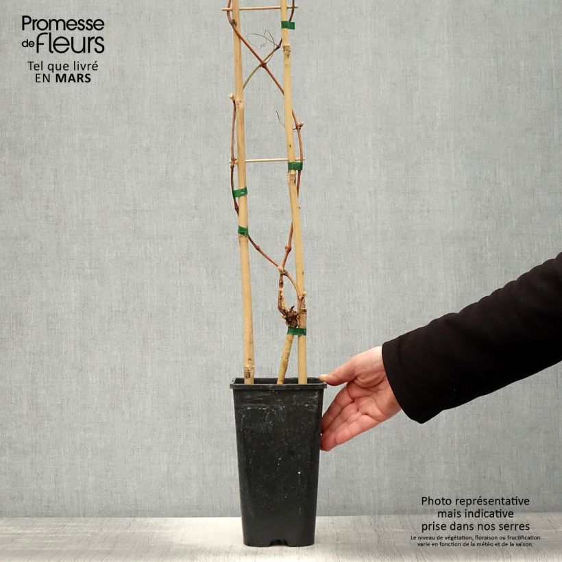 Example of Vigne Petit Verdot Pot de 2L/3L as you get in printemps