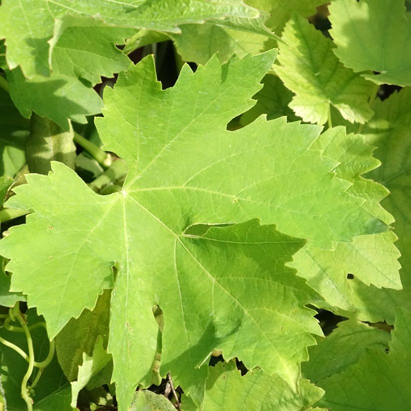 Vigne Petit Verdot (Foliage)