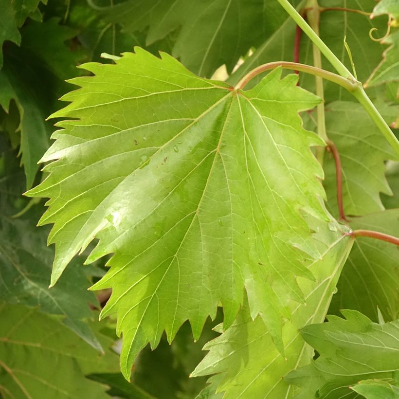 Vigne Philipp (Foliage)