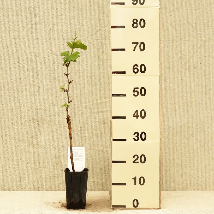 Example of Vigne Pinot Noir Pot de 1L/1,5L as you get in printemps