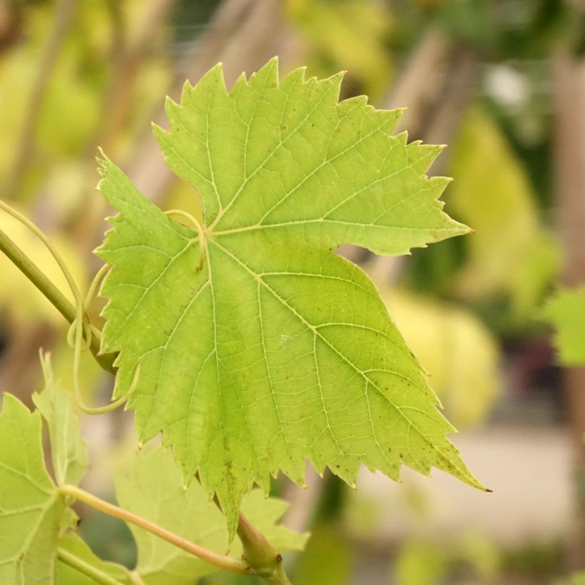 Vigne Regent - Vitis vinifera (Foliage)