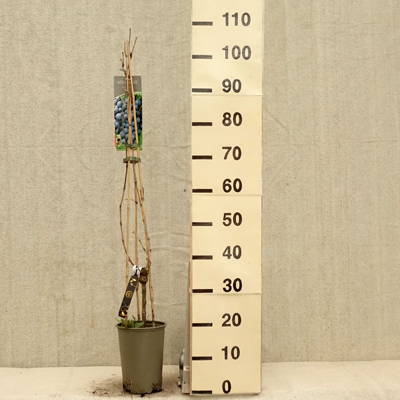 Example of Vigne Regent - Vitis vinifera Pot de 2L/3L as you get in printemps