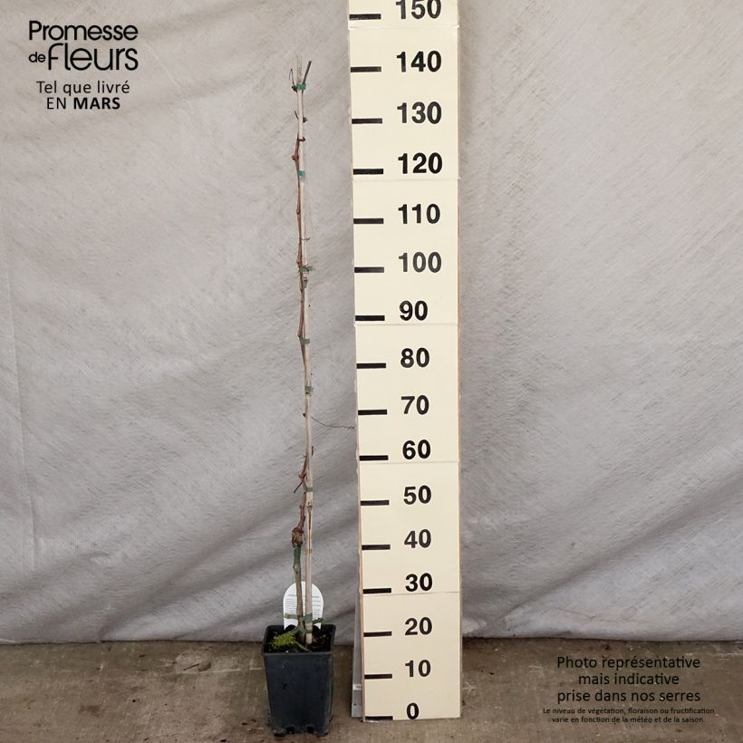 Example of Vigne sans pépin Apirena rossa Pot de 3L/4L as you get in printemps