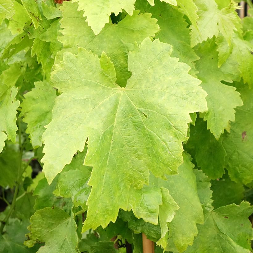 Vigne sans pépin Apirena rossa (Foliage)