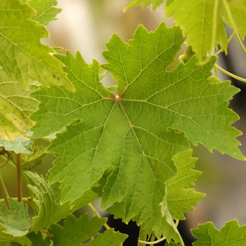 Vigne sans pépin Apirena Ametista (Feuillage)