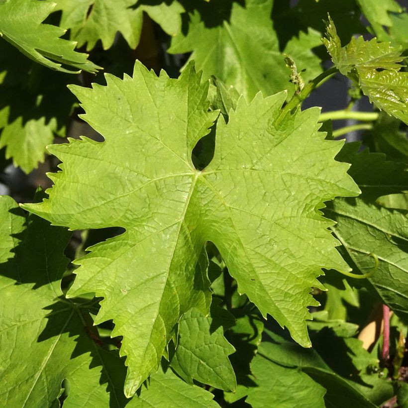 Vigne sans pépin Apirena bianca (Feuillage)