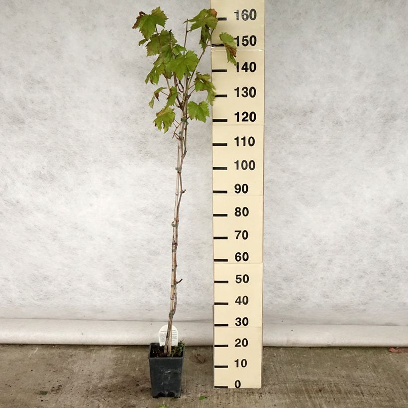 Spécimen de Vigne sans pépin Sultanica bianca - Sultanine Pot de 1,5L/2L tel que livré en été