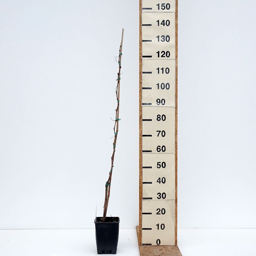 Example of Vigne Smeralda - Vitis vinifera Pot de 1,5L/2L as you get in hiver